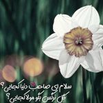 دانلود آهنگ گل نرگس که بیاد برسه صبح مراد همه دنیا میخواد امام زمانی بشه